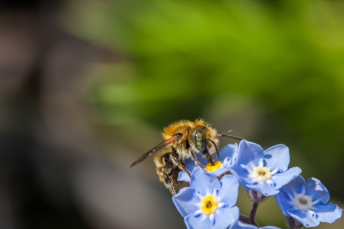 Again I'm not sure on the exact species, but this is a male mason bee. The forget-me-not flowers show how small they are, about half the size of the female.