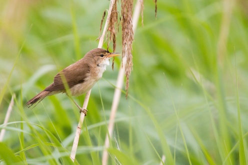 Reed warbler in the amongst the reeds after the rain had passed.