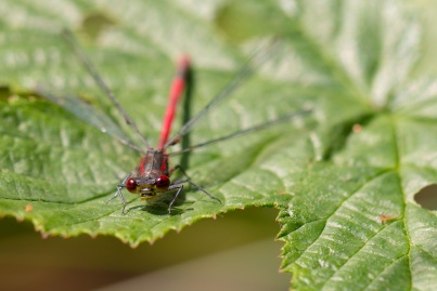 A Large Red Damselfly, sat on a leaf in the sun.