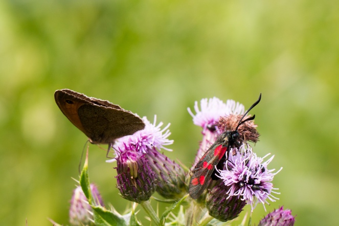 A meadow brown butterfly and a six-spot burnet moth, on creeping thistle flowers.