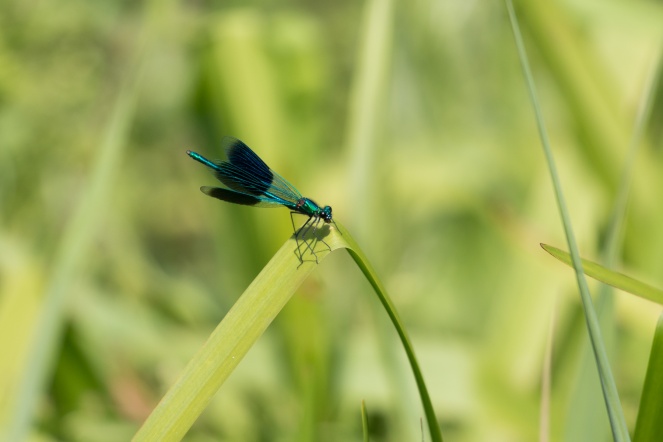 A Banded Demoiselle damselfly sitting with its wings open.