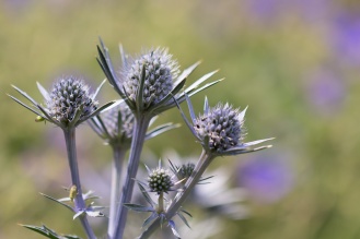 Eryngium flowers starting to come out. (Photos from Pensthorpe Natural Park)