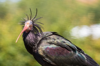 The wacky hairstyle of the Northern Bald Ibis. (Photos from Pensthorpe Natural Park)