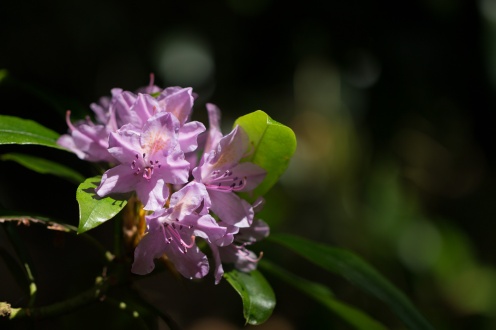 A shaft of sunlight catching the flowers of a pink rhododendron. (Photos from National Trust Sheringham Park.)