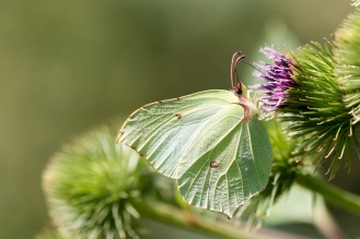 The vibrant yellow-green coloured Brimstone butterfly, feeding on a Burdock flower. Photos from RSPB Fen Drayton Lakes nature reserve in Cambridgeshire.