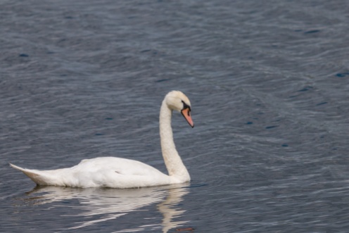 A Mute Swan out for a swim on the choppy waters of Ferry Lagoon. Photos from RSPB Fen Drayton Lakes nature reserve in Cambridgeshire.