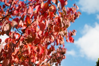 Bright red sunlit autumn leaves against the blue sky. Photos from RHS Harlow Carr in North Yorkshire.