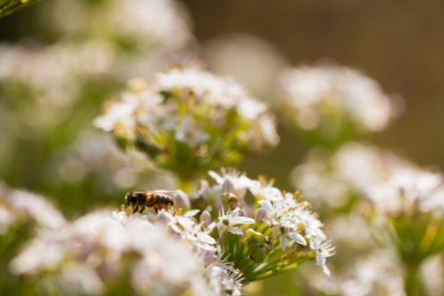 A honey bee in the gardens, helping to polinate the autumn flowers. Photos from RHS Harlow Carr in North Yorkshire.