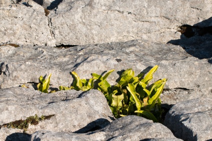 A Hart's Tongue fern growing in a grike, plants always find a way to grow. Photos taken at National Trust Malham Cove.