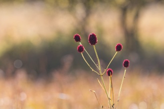 Great Burnet flowers catching the afternoon sunlight. Photos from Malham Tarn in North Yorkshire.