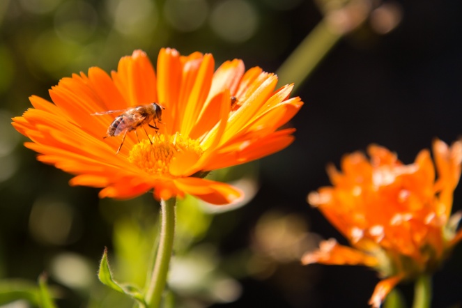 Hoverfly on a Calendula flower in the Fountains Hall herb garden. Photos from National Trust Fountains Abbey and Studley Royal Water Garden, in North Yorkshire.