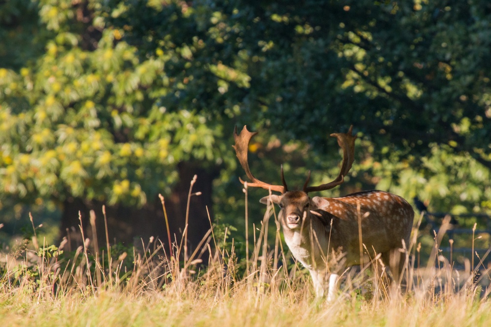 A Fallow Deer stag in the late afternoon sun in Studley Royal Deer Park. Photos from National Trust Fountains Abbey and Studley Royal Water Garden, in North Yorkshire.