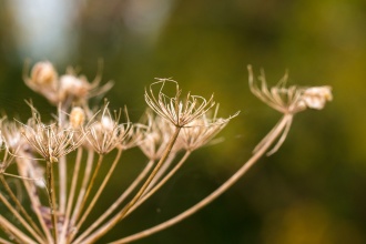 The structure of an umbellifer flower after all the seeds have blown away. Photos from Wildlife Trusts Titchmarsh Nature Reserve in Northamptonshire, UK.