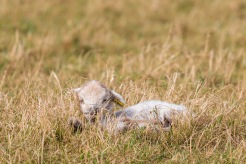 One of several lambs, dozing in the warm sun. Photos from Wildlife Trusts BCN Titchmarsh Nature Reserve.