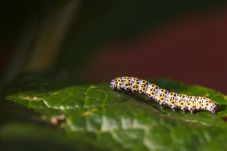 Day 8 of #30DaysWild, spotted this Mullein moth caterpillar on a buddleja in the garden.