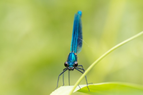 Headshot of a male banded demoiselle damselfly. Photos from a trip to Ditchford Lakes and Meadows for day 11 of #30DaysWild.