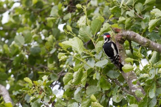 This great spotted woodpecker was pecking at the tree looking for food. Out spotting birds and bugs at Wildlife Trusts Titchmarsh nature reserve for day 19 of #30DaysWild.