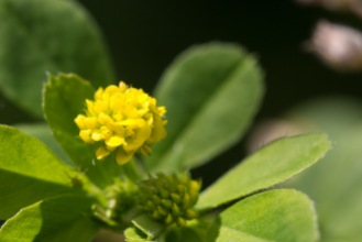 The small and bright flowers of black medick clover in the sun. Out in the warm afternoon sunshine enjoying the flowers and minibeasts in the garden on day 25 of #30DaysWild.