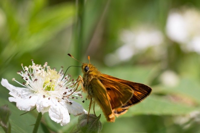 A large skipper butterfly on a bramble flower. A woodland double bill for day 26 of #30DaysWild. Headed out to Wildlife Trusts Short and Southwick Woods.