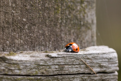 A seven spot ladybird creating a tiny spot of colour against the weathered wood of one of the bird hides. Photos from RSPB Ouse Washes on July 13th 2016.