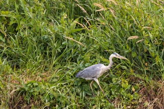 A grey heron stalking along the bank of Old Bedford River. Photos from RSPB Ouse Washes on July 13th 2016.