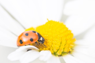 A 7 spot ladybird nestle in an oxeye daisy flower. Garden nature spotting again for day 27 of #30DaysWild.