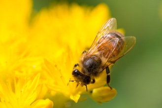 Honey bee on a stonecrop flower.