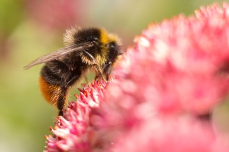 A red-tailed bumblebee male on a sedum flower in the garden.