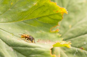 A common wasp, vespula vulgaris, having a drink from a droplet of water on a leaf.
