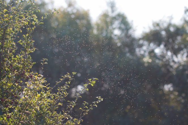 A small swam of midges, swirling about in the sun. Photos from Titchmarsh nature reserve in Northamptonshire.