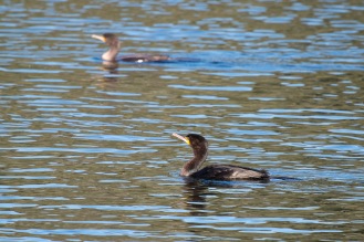 Two Cormorants out on the heronry lake, lots of them about. Photos from Titchmarsh nature reserve in Northamptonshire.