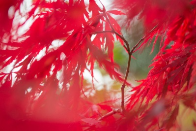 The red acer in my garden getting brighter as the leaves take on their richer autumn colours.