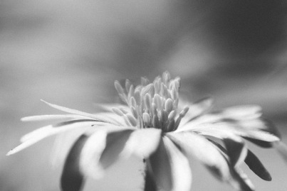 An anemone blanda flower, moving slightly in the wind.