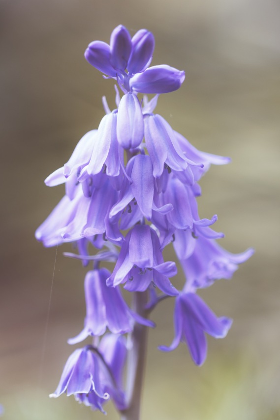 A small collection of photos of the Bluebells flowering in the garden. (1/4)