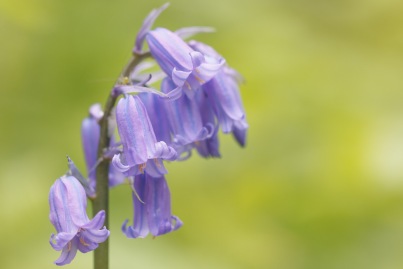 The two shades in the flowers of our native English bluebells.