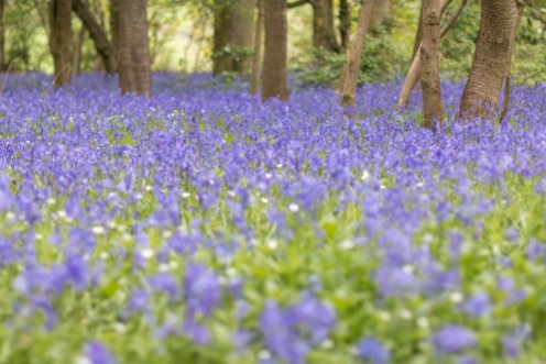 The thick blue carpet of bluebells in Southwick Wood.