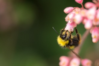 Male early bumblebee, feeding on a heuchera flower.