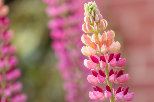 Pink and yellow in the lupin flowers in the garden, back in May.