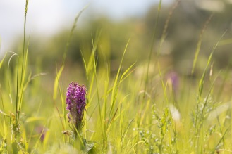 Long grass and two large southern marsh orchid flowers next to each other. There were more orchids adding the coloured patches in the background as well. Photos from a trip to Wildlife Trusts Summer Leys nature reserve for day 9 of 30 Days Wild.