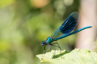 A banded demoiselle out in the sun. Photos from a trip to Wildlife Trusts Titchmarsh nature reserve for day 10 of 30 Days Wild.