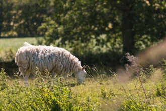 One of a flock of sheep grazing along the bank of the River Nene. Photos from a trip to Wildlife Trusts Titchmarsh nature reserve for day 10 of 30 Days Wild.