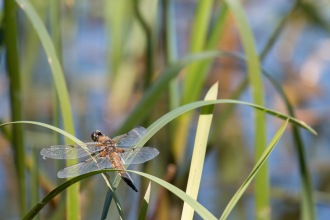 A four spotted chaser dragonfly resting on leaves above the water. Photos from a trip to Wildlife Trusts Felmersham Gravel Pits for day 18 of 30 Days Wild.