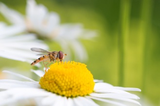 A marmalade hoverfly on an oxeye daisy flower.