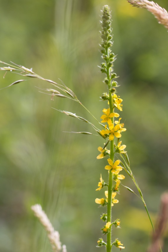A yellow flower spike of agrimony, flowering in and around the woodland. Photos from a walk around Twywell Hills and Dales Gullet and Twywell Plantation on day 25 of 30 Days Wild.