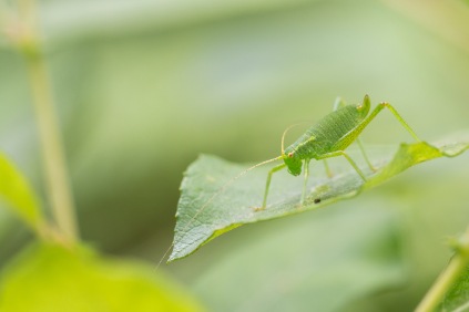 A speckled bush-cricket nymph, almost perfectly blending in with the leaves of the surrounding plants. Photos from a walk around Twywell Hills and Dales Gullet and Twywell Plantation on day 25 of 30 Days Wild.
