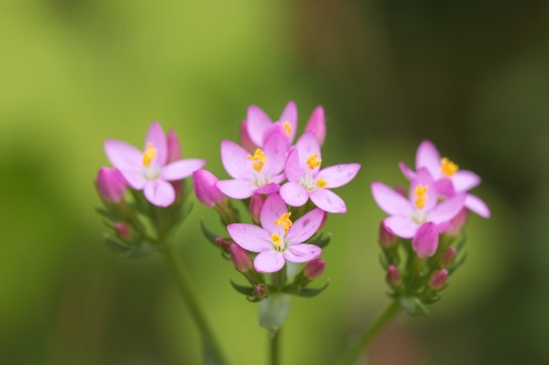 The small pink flowers of common centaury, a pretty flower brightening up woodland shade. Photos from a walk around Twywell Hills and Dales Gullet and Twywell Plantation on day 25 of 30 Days Wild.