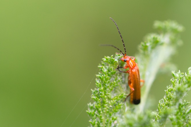 A common red soldier beetle, spotted on a tansy leaf in the garden, on day 26 of 30 Days Wild.