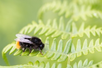 A red-tailed bumblebee having a rest on a bracken frond. Photos from a trip to Holme Fen in July 2017.