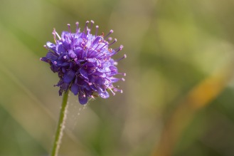 A flower on a devil's-bit scabious plant. Photos from a visit to Brampton Wood in September 2017.