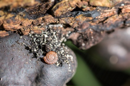 A tiny discus snail on King Alfred's Cakes fungi. Photo taken during a visit to Wildlife Trusts Short Wood and Southwick Wood, earlier this month.